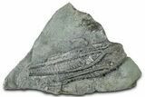 Fossil Crinoid (Histocrinus) - Crawfordsville, Indiana #326410-1